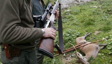 Im Toggenburg 28 Rehe, Hirsche und Füchse gewildert