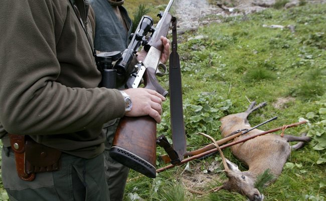 Im Toggenburg 28 Rehe, Hirsche und Füchse gewildert