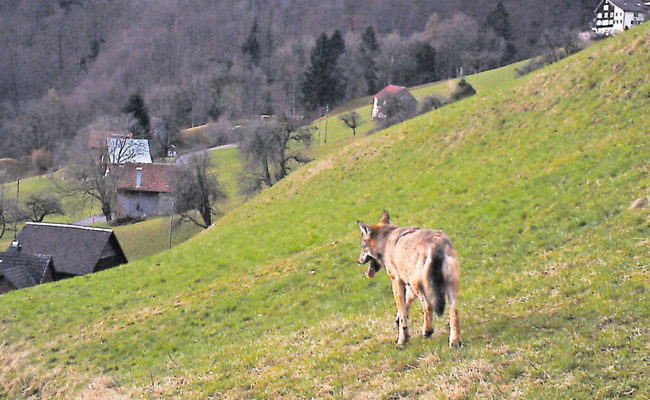 Ein Landwirt ist der Überzeugung: «Der Kanton St. Gallen fürchtet die Wolfsbefürworter»