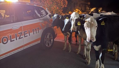 Ausgebüxte Kühe auf Nachtspaziergang durch Dorf