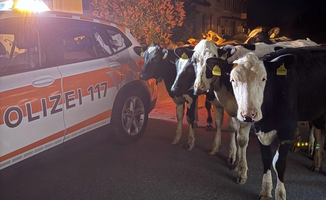 Ausgebüxte Kühe auf Nachtspaziergang durch Dorf