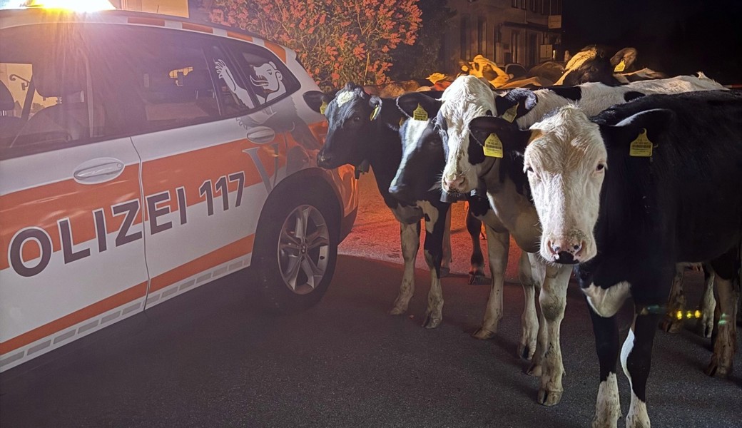 Die Rinder liessen sich von der Polizei einfangen.