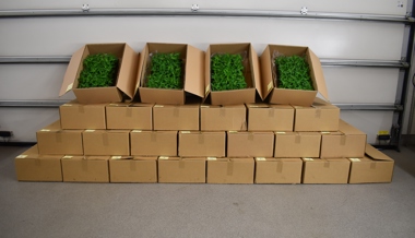 Zoll stoppt zwei Lieferwagen mit über 2700 Hanfpflanzen