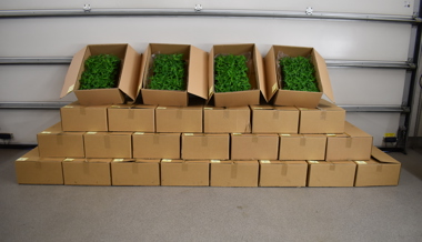 Zoll stoppt zwei Lieferwagen mit über 2700 Hanfpflanzen