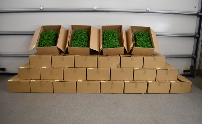 Zoll stoppt zwei Lieferwagen mit über 2700 Hanfpflanzen