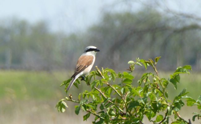 «Die Nachfrage ist überwältigend» – fast 650 Sträucher bestellt in Gams und Sennwald