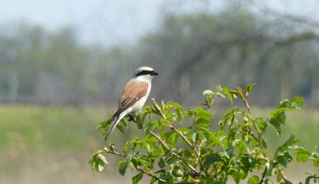  Verschiedenste Vögel und Insekten werden an den Sträuchern Gefallen finden. 
