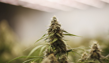 Tätowierer aus Mels züchtete heimlich Hunderte Hanfpflanzen im Dachgeschoss