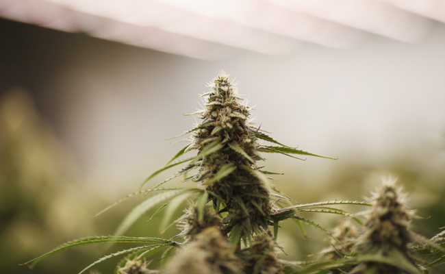 Tätowierer aus Mels züchtete heimlich Hunderte Hanfpflanzen im Dachgeschoss