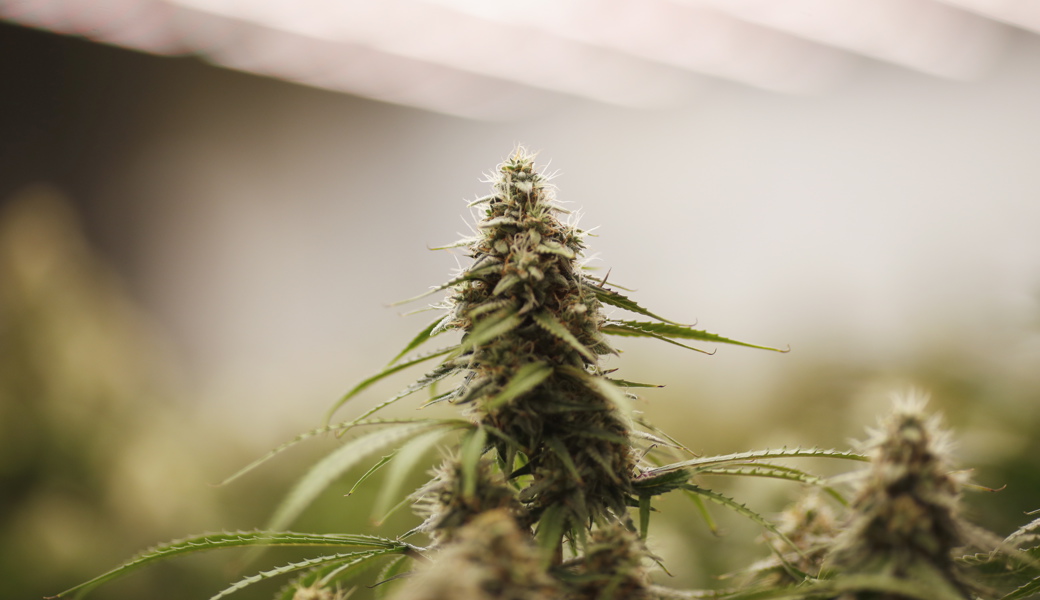 Die Polizei konnte beim Angeklagten zu Hause 671 Cannabis-Pflanzen sicherstellen.