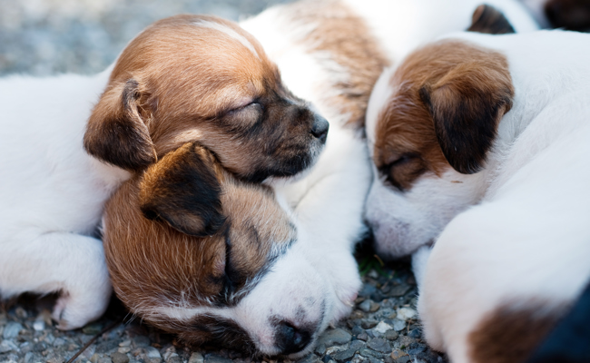 Lokale Tierschützer warnen vor Hundekäufen im Internet