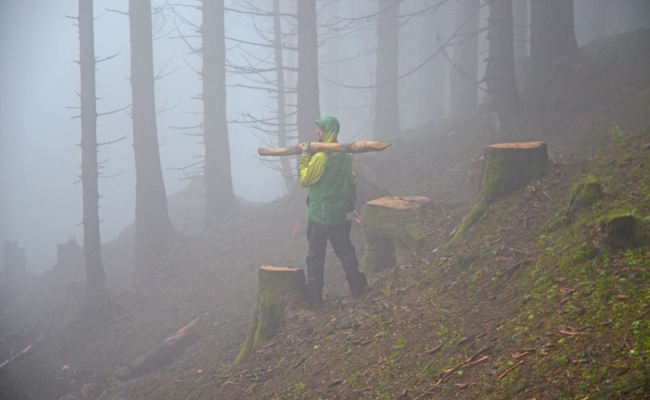 Bergwaldprojekt: Sie kommen, wenn der Wald nach ihnen ruft