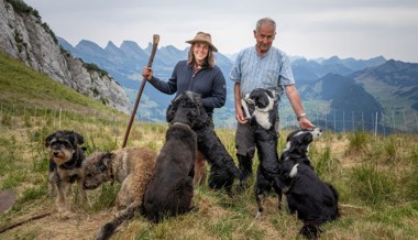 Mit 360 Schafen auf der Alp in Wildhaus: «Wir müssen lernen, mit dem Wolf zu leben»