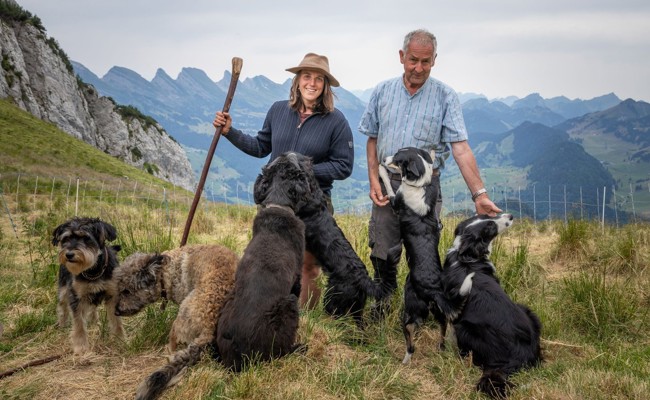 Mit 360 Schafen auf der Alp in Wildhaus: «Wir müssen lernen, mit dem Wolf zu leben»