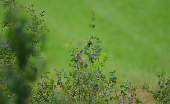 Ein Artenförderungsprojekt im Süden des Kantons St.Gallen zugunsten seltener Vögel
