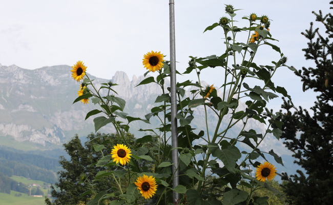 Das richtige Rezept: Der Natur freien Lauf lassen