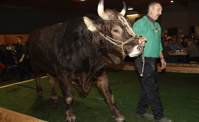 Am Stierenmarkt: Stargast «Zibu» lockt Gäste an