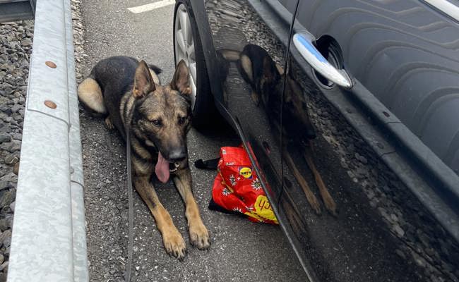 Fleissige Polizeihunde, hungrige Einbrecher und Marihuanapflanzen: Das waren die amüsantesten Polizeimeldungen des Jahres