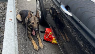 Fleissige Polizeihunde, hungrige Einbrecher und Marihuanapflanzen: Das waren die amüsantesten Polizeimeldungen des Jahres