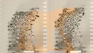 Ausgestopfter Gepard am Grenzübergang St. Margrethen sichergestellt