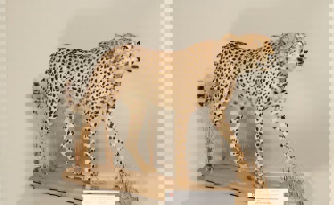 Ausgestopfter Gepard am Grenzübergang St. Margrethen sichergestellt