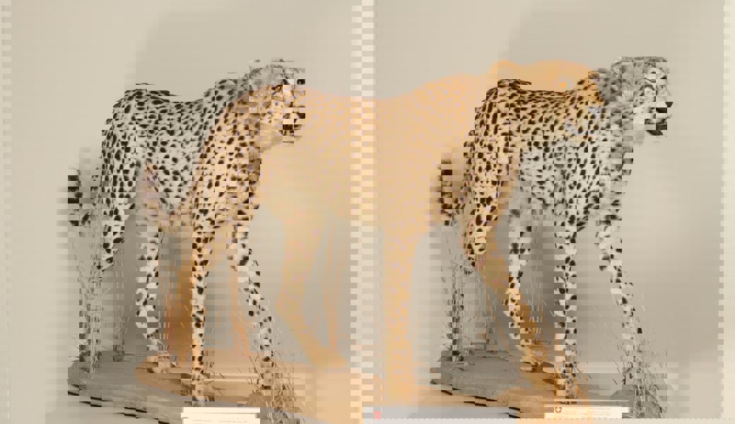  Der beschlagnahmte ausgestopfte Gepard. 