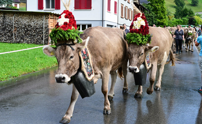 Tiere müssen früher von der Alp – Alpabfahrt abgesagt