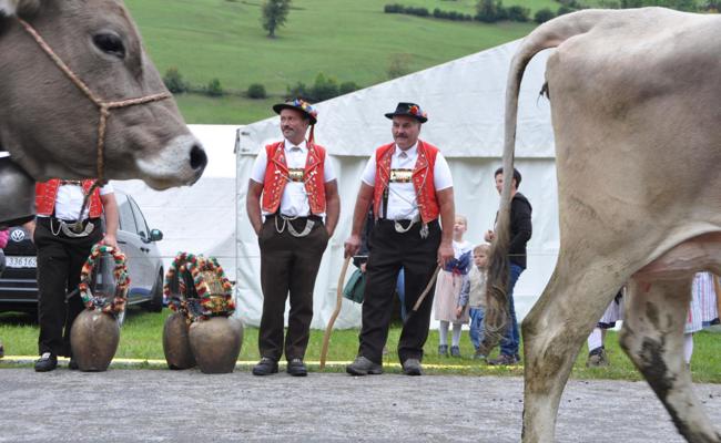 Stockender Verkehr und Juchzer: Saison der Viehschauen in der Region ist eröffnet