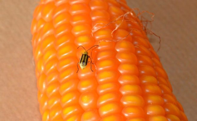 Schädling ist auf dem Vormarsch: Maisanbau im Kanton eingeschränkt