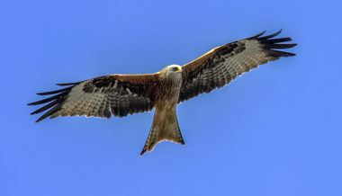 Vom Vogelgesang im Dezember und von 21 Rotmilanen im Vorbeiflug in Buchs