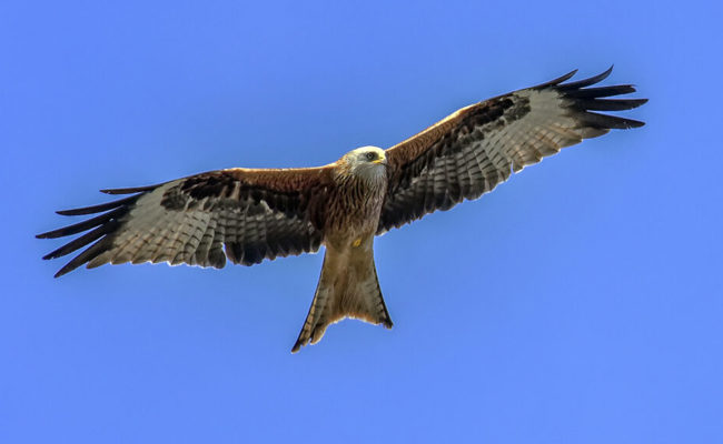 Vom Vogelgesang im Dezember und von 21 Rotmilanen im Vorbeiflug in Buchs