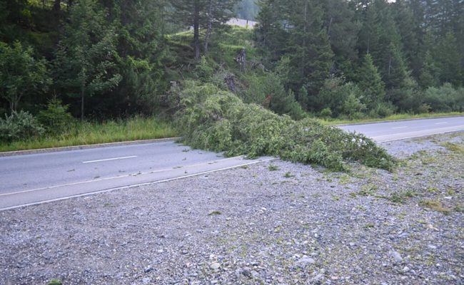 Erneut wurde ein Baum widerrechtlich gefällt – diesmal blockiert er sogar eine Strasse