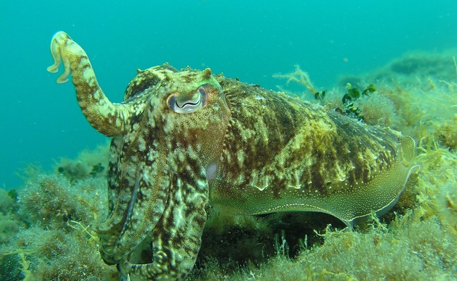 Kinderkram: «Ich bin auch ein Tintenfisch»