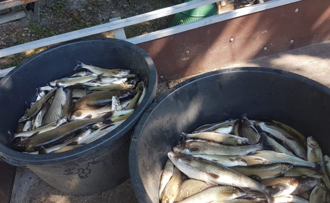 «Jetzt ist das passiert, was wir vermeiden wollten»: Tausende Äschen in Zuchtanlage verendet