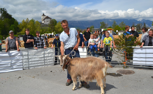 Viel Gemecker und Interesse: Gegen 200 Ziegen auf dem Marktplatz