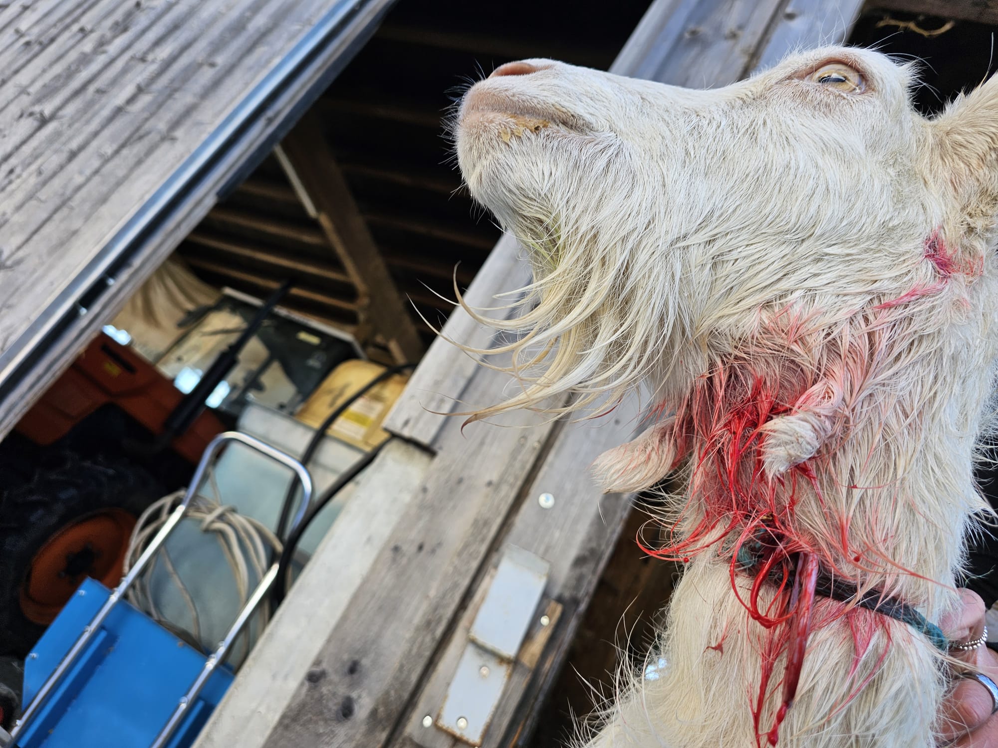 Wolfsangriff in Siedlungsnähe: Geiss «Lea» wird an Hals und Kopf verletzt