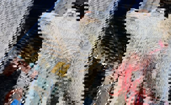 Wolfsangriff in Siedlungsnähe: Geiss «Lea» wird an Hals und Kopf verletzt