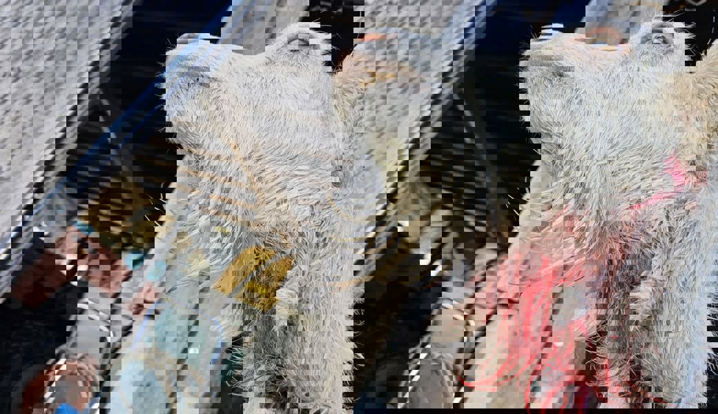 Vom Wolfsangriff gezeichnet: Die Geiss «Lea» befindet sich derzeit in tierärztlicher Behandlung.