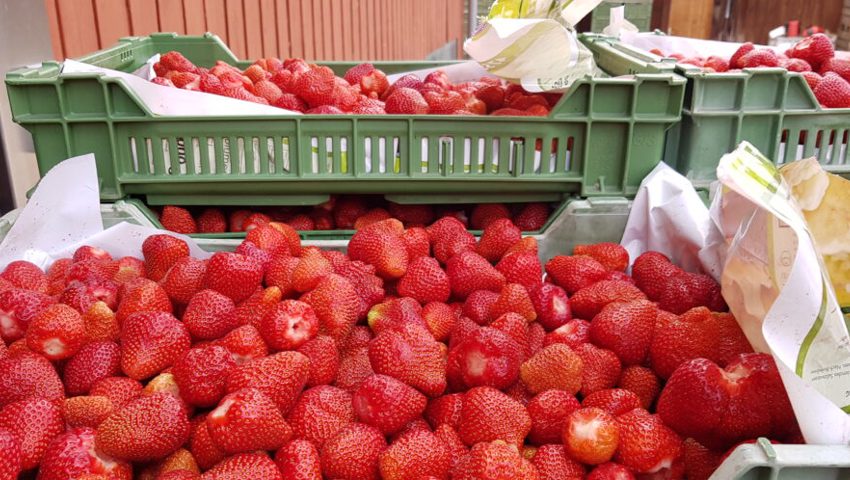  50 Kilogramm Erdbeeren werden für den «Strawberry Blues» bereitgestellt. 