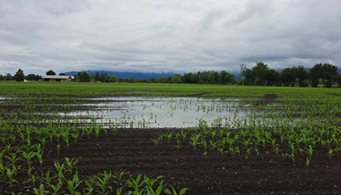 Mais regelrecht abgesoffen: Vielleicht gibts dieses Jahr kein Labyrinth