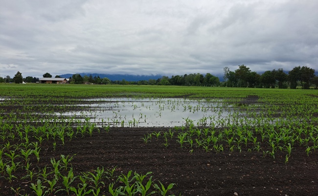 Mais regelrecht abgesoffen: Vielleicht gibts dieses Jahr kein Labyrinth