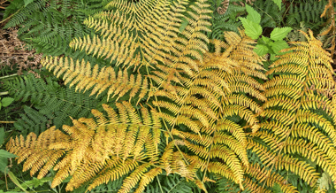 Warum Bäume und Stauden im Herbst ihr Laub verlieren und Nadelbäume nicht
