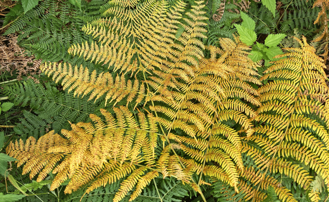 Warum Bäume und Stauden im Herbst ihr Laub verlieren und Nadelbäume nicht