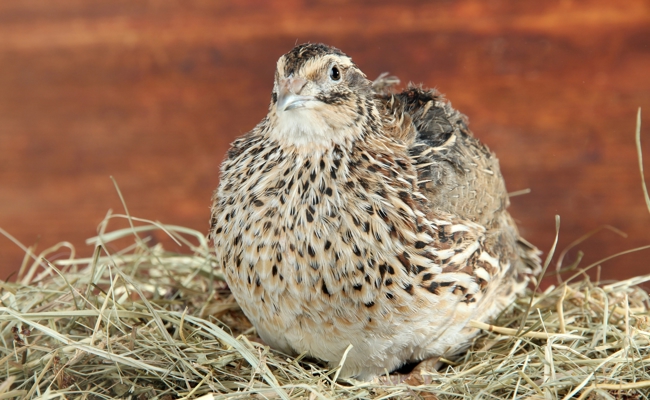 «Züchte doch keine Tiere, um sie zu quälen»