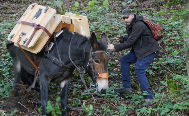 Ausstellung über Maultiere – vergessene Helden unserer Zeit