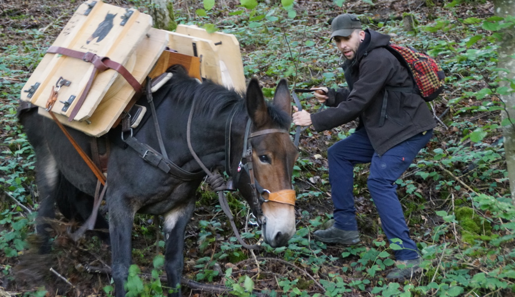 Transport von Käse von der Alp: Mulis sind sehr trittsicher.