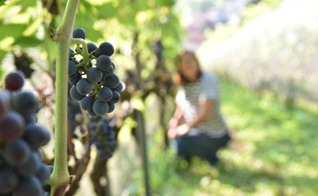 Dank der Hitze und der Trockenheit: Frühe und gute Weinernte wird erwartet