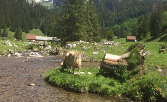 Erhaltung der Alpen als wichtige Aufgabe: Alpwirtschaftlicher Verein feiert Jubiläum