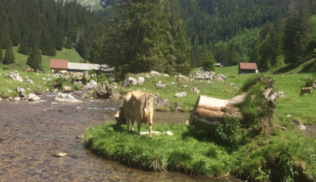 Erhaltung der Alpen als wichtige Aufgabe: Alpwirtschaftlicher Verein feiert Jubiläum