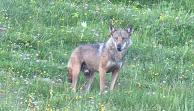 Wolf riss fünf Ziegen auf der Alp Naus - inzwischen wird die Herde durch einen Zaun geschützt